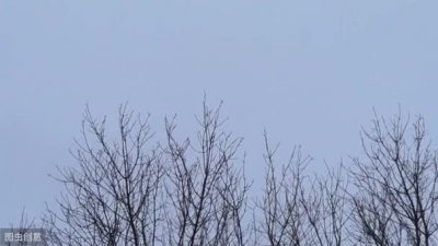 ​翠叶竹芋｜寒风呼啸，让生活温暖如春的秘密武器（内附养护手册哦
