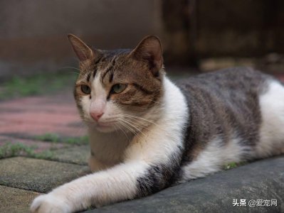 ​科普：猫咪长跳蚤怎么办？三步骤彻底除蚤
