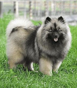 ​荷兰毛狮犬一名优秀的警卫犬，被视为“人民之犬”