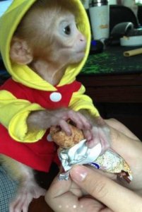 ​把萌萌哒石猴当小宠物养？除非你不要命了