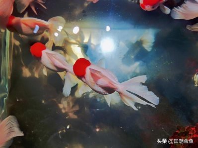 ​金鱼说丨古人说养文种金鱼，可祈求幸福幸运，平安如意