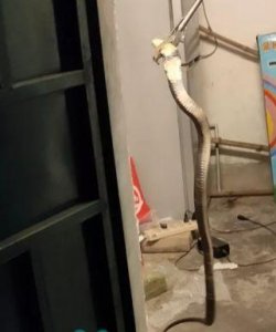​蛇到底怕不怕雄黄？真相是......