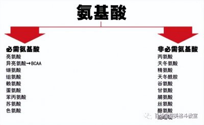 ​真相还是骗局：支链氨基酸（BCAA）对肌肉增长有害？