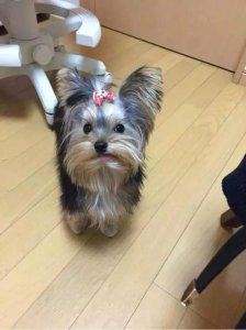 ​关于约克夏梗