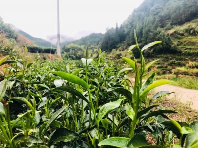 ​茶言 茶语适合发朋友圈的文案