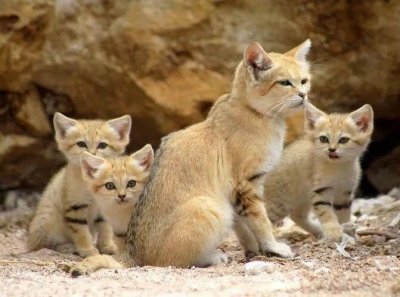 ​被列为濒危动物的沙丘猫，你听说过吗？