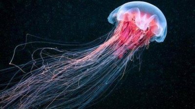 ​世界上最大的水母-北极霞水母，触须长达36米