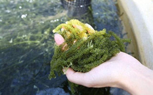 实拍：生长在水里的“野葡萄”味道不错还能美容养颜