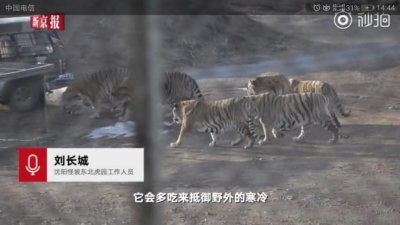 ​“胖虎”又火了，还记得那个胖到腿短的老虎吗？