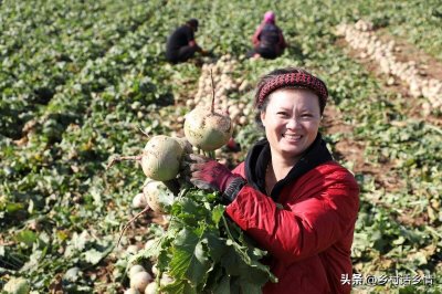 ​“头伏萝卜二伏菜”到底准确不准确？别盲目跟从，先弄明白这几点
