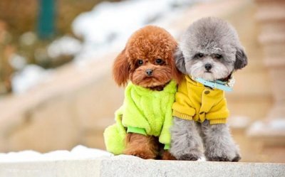 ​贵宾犬有几种颜色 什么颜色的贵宾犬最贵