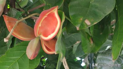 ​盛夏的果实-凤眼果