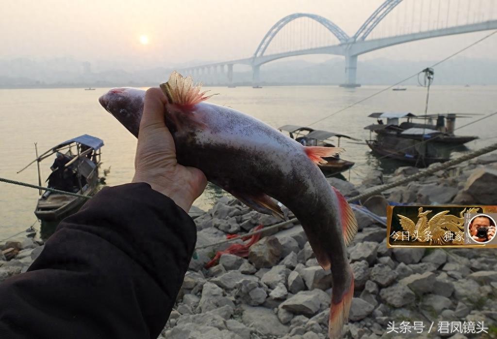 湖北宜昌：渔民在长江捕获2条鮰鱼，价值约600元！渔民称快绝种了