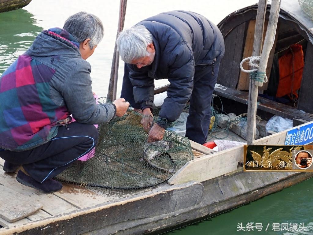 湖北宜昌：渔民在长江捕获2条鮰鱼，价值约600元！渔民称快绝种了