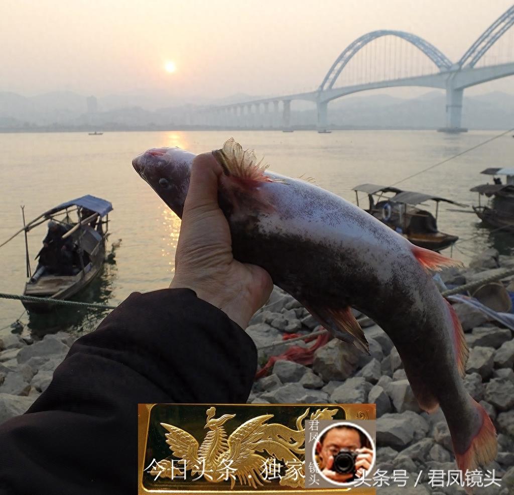 湖北宜昌：渔民在长江捕获2条鮰鱼，价值约600元！渔民称快绝种了