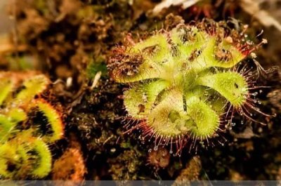 ​植物百科 - 锦地罗