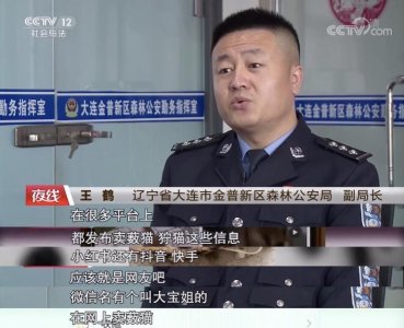 ​薮猫、长臂猿，甚至美洲狮……居然有人敢卖，居然有人敢当宠物养，真是胆大妄