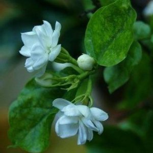 ​好一朵美丽的茉莉花