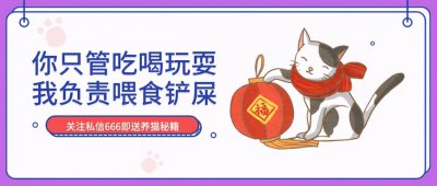 ​比布偶更名贵的“披着羊皮”的塞尔凯克卷毛猫到底什么来头