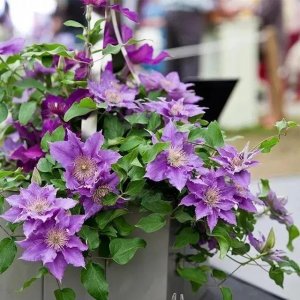 ​春天养盆铁线莲吧，做好5个步骤，枝繁叶茂，开花大如碗