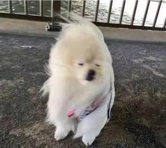 ​风中凌乱