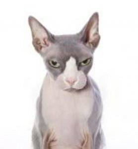 ​动物蛊之猫鬼