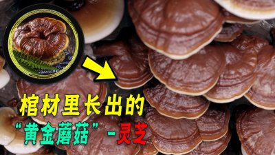 ​四川村民挖出“血灵芝”，长在棺材上的灵芝，人吃了会怎样？