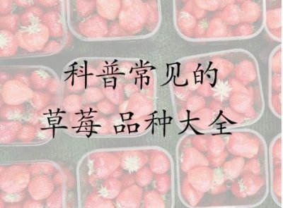 ​草莓，到底哪个品种的最好？科普草莓常见品种大全