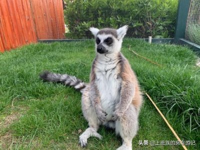 ​打卡南通森林野生动物园 假期溜娃好去处