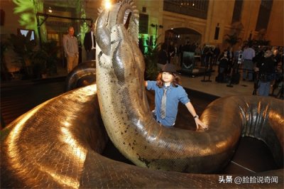 ​长度超过13米的地狱巨蛇“泰坦蟒”，是如何长的这么大
