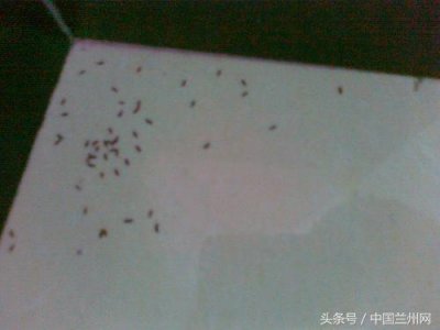 ​黑色小飞虫困扰市民 相关部门：摇蚊不吸血不咬人