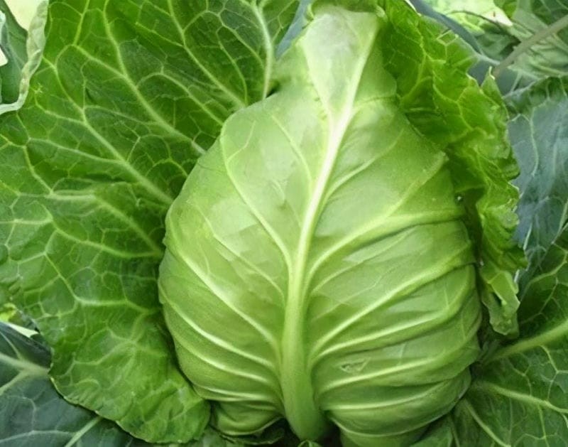 牛心菜跟包菜有什么区别（牛心菜和包菜的区别在哪里）