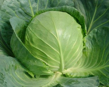​牛心菜跟包菜有什么区别（牛心菜和包菜的区别在哪里）