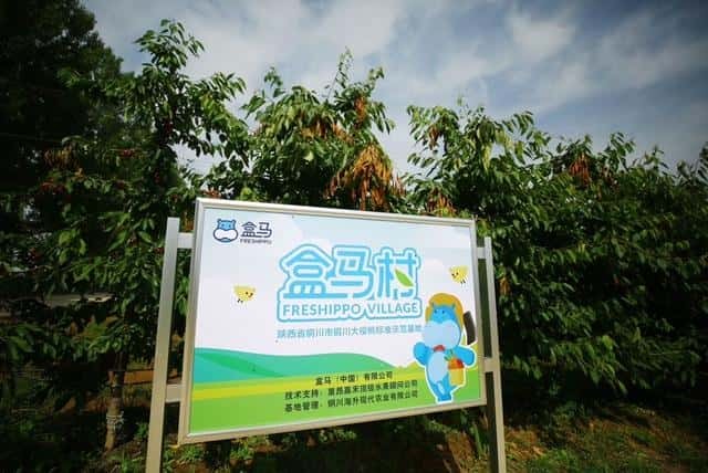 国产车厘子的品种排名大全（车厘子是哪里产的）