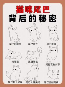 ​猫咪的尾巴分别代表什么状态（猫咪的尾巴状态代表什么情绪）