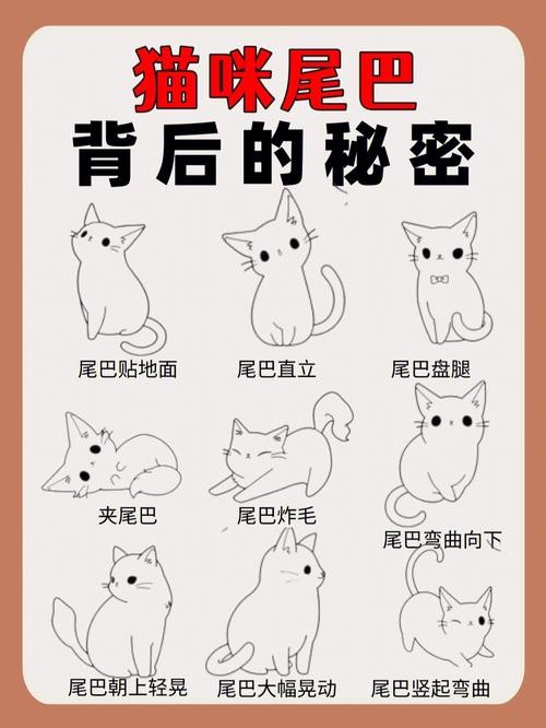 猫咪的尾巴分别代表什么状态（猫咪的尾巴状态代表什么情绪）