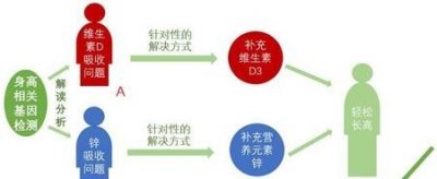 ​男孩子的身高遗传父母谁更多一点