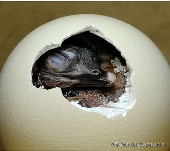 ​什么是卵生动物