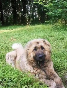 ​中国犬种大全，46种狗子都齐了，有没有你家狗子呢？（下）