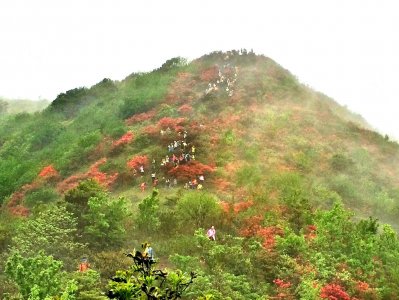 ​火一般的杜鹃红透整个山头，广州通天蜡烛只有这星期才山如其名