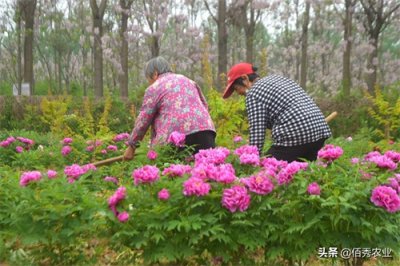 ​油用牡丹浑身是宝，曾被炒得火热，如今种植户无奈贱卖为哪般？