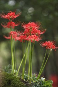 ​花叶永不相见，花色绚丽，人称“花不见叶”的彼岸花，你认识吗？