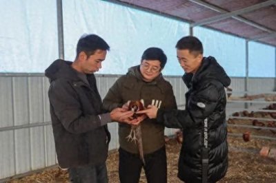 ​博湖：七彩山鸡养殖 “飞” 出致富新希望