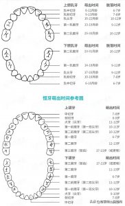 ​宝宝长牙顺序图，以及 6 个你不知道的冷知识
