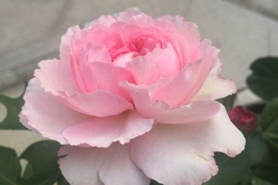 ​伊芙月季系列二 | 伊芙唯一，梦幻的粉紫色，很仙气的一个品种