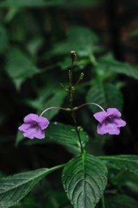 ​农村这种植物，名字很霸气，人称“九头狮”，价值珍贵遇见要珍惜