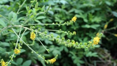 ​龙芽草是一种什么样的植物