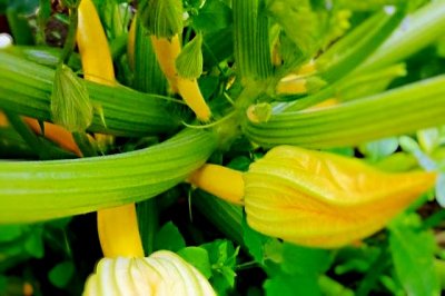 ​香蕉西葫芦的多种做法，沙拉、快炒、水饺，款款色香味俱全