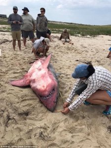 ​美海滩现2.7米长大白鲨尸体 腹部脸部血红