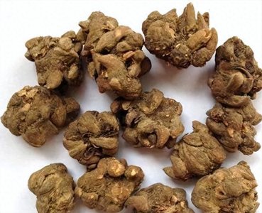 ​猫爪草不可小觑，与3物配伍，结节不再长